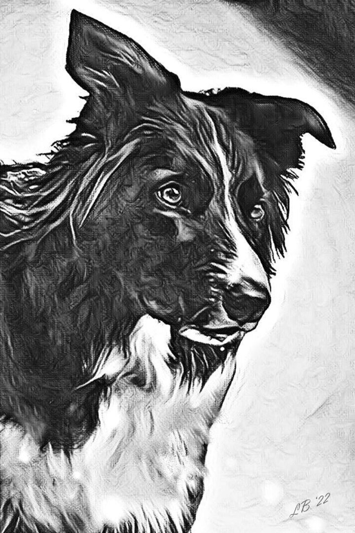 Luna dog in Charcoal sketch